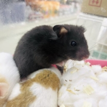 だって興味は次々割り込んでくる！わくわくキャッチ　カラーハムスター　ブラック　男の子