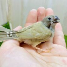 最新画像になりますよ⭐️あわあわ〜なニーニーキンカ鳥さん❣️ キンカ鳥　シナモン