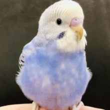 濃いめカラーさん　セキセイインコ　Ｒ５　５／３１撮影