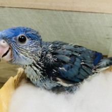 深みのあるブルーが素敵☆サザナミインココバルト