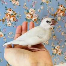 最新画像🌟ヒナご飯卒業です🫶🏻手乗りシルバー文鳥🪶✨