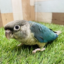 ぱっちりおめめの可愛らしいコ！！ウロコインコのブルーワキコガネ！