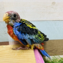 目を引く鮮やかさ！7色のカラフルなナナクサインコ☆