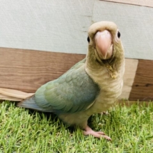 優しい雰囲気のある可愛いコ！ウロコインコのブルーシナモン！