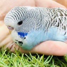 でてんと大きいセキセイちゃん　ジャンボセキセイインコ　Ｒ５　５／３１撮影