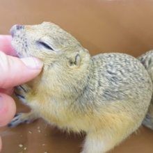 みんなでワチャワチャしようよ！　リチャードソンジリス　男の子