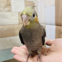 最新画像有り☆久々にやって来ました！オカメインコノーマルカラー☆