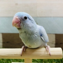 最新画像有り☆明るめブルーの人気カラー！マメルリハインコのアメリカンホワイト！