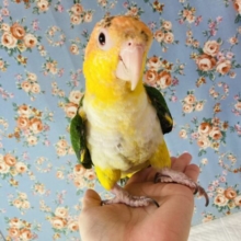 最新画像🌟全力で愛を伝えるよ🏵人が大好き❤︎手乗りシロハラインコさん🪶✨