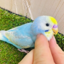 最新画像になりますよ⭐️夏っぽく🌻弾けちゃおう🏄‍♂️ セキセイインコ　パステルレインボーパイド