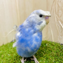 1人餌✨「ハンサムカットの前髪ありでお願いします❗️」ハンサムを目指す羽衣ちゃん！　羽衣セキセイインコ　スパングル