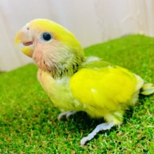 最新画像になりますよ⭐️きらり降り注ぐ☀️陽射しのコザ⭐️ コザクラインコ　タイガーチェリー