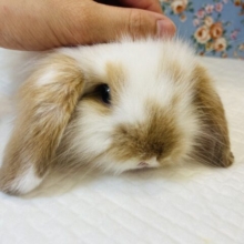 最新画像🌟イチオシ❤︎最ッ高にかわいいよ❢❢ロップイヤーラビット(白×オレンジ)🐇❤︎