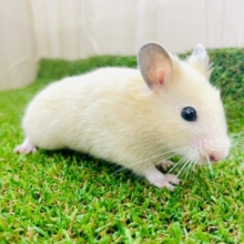気の向くままにもっとどこまでも行ける！　キンクマ　男の子