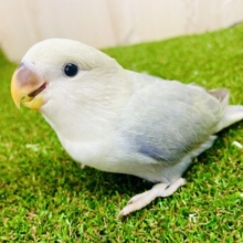 🫧あわあわ広がるコザたん🫧　コザクラインコ　アクアバイオレットシナモンオパライン