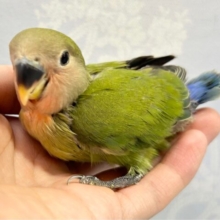 グリーン💚コザクラインコ (ノーマル) 2023年5月生まれ