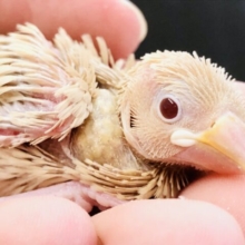 ちょっと久しぶり？　シナモン文鳥　Ｒ５　６／７撮影