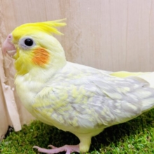 最新画像になりますよ⭐️ドキドキ鼓動高鳴ってますか〜？　はやるオモイは加速する！　オカメインコ　シナモンパール