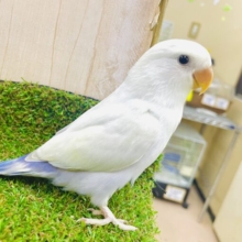 さし餌2回！最新画像になりますよ！個人的イチオシカラー✨メロメロコザたんなんです！　コザクラインコ　パリッドバイオレット