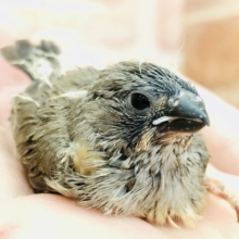 キンカヒナですよ　キンカチョウ　Ｒ５　６／７撮影