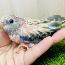 1人餌❣️ピンクだけじゃないんだよ❣️さし色が可愛い🫶　アキクサインコ　オパーリン　
