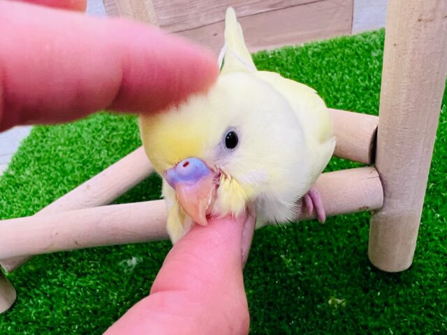 画像更新☆クリーム色の素敵なセキセイインコ入荷です 画像更新☆クリーム色の素敵なセキセイインコ入荷です
