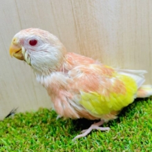 最新画像になりますよ💓レアカラー✨　炎がメラリ❤️‍🔥アキクサインコ！　アキクサインコ　ルビノー