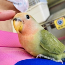 最新画像🌟和風な色合いがとっても素敵❤︎手乗りコザクラインコ(タイガーチェリー)