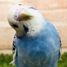 本日は晴天なり！　セキセイインコ　Ｒ５　５／３１撮影