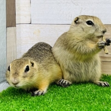 これからモチモチになるよ♡リチャードソンジリス入舎しました！