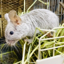 寝ずに果報とか迎えに行っちゃうかも！♪ デグー　シルバー　男の子