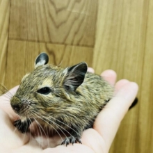 手のひらでウトウト。。。デグー(ノーマル)女の子