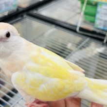 あわてず、動じず　ゆるゆると～～　アキクサインコ　ルチノー～～