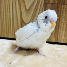 あざとさなら負けません♡セキセイインコ(パイド) ヒナ