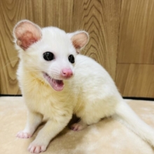 【お散歩デビューしました🐾】クリクリおめめでメロメロ♡パームシベット(リューシスティック) 男の子