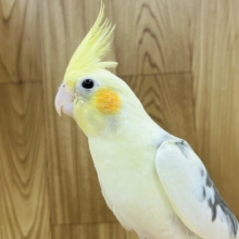 特技は上目遣い‪☆オカメインコ(パイド)