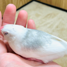 【最新画像更新🪄ひとり餌・カゴデビュー！】無表情の中に魅力がたっぷり♡白文鳥 ヒナ