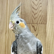 【最新画像更新🪄】ベビーフェイスが可愛い♡オカメインコ(ノーマル) ヒナ
