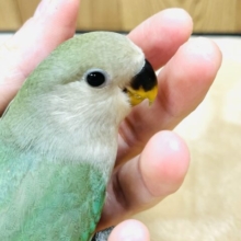 【最新画像更新🪄もうすぐ1人餌☆】食事の仕方がカレー食べてるみたい☆彡　美味しそう～　コザクラインコ～～