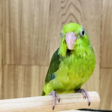 【最新画像更新🪄】おっきくなるぞ！ちびっこマメちゃん！！マメルリハ(グリーン) 男の子