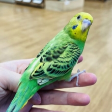 【最新画像更新🪄1人餌になりました☆】手にスッポリ収まる　満足顔のセキセイインコ　オパーリン～～