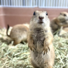プレーリードッグちゃんず、限定数✨️《７匹》入舎情報です‼️（´(ｪ)｀）｡・:＋°