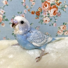 セキセイインコ  ブルースパングル  🪞💎‪