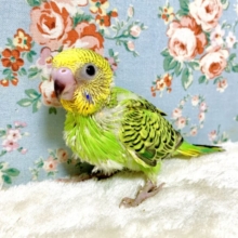 セキセイインコ  ノーマルグリーン  🍀💚.:｡+ﾟ