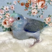 マメルリハ　ターコイズコバルトパイド　男の子　💠🌿･:*+