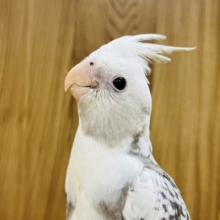 【最新画像更新🪄】白×グレーがかっこいい！！オカメインコ(WFパールパイド) ヒナ