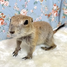 プレーリードッグ  🤎🌰｡:＋°