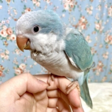オキナインコ  ブルーパリッド  💠🤍°.*･｡