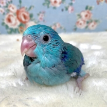 マメルリハ  ブルー系  男の子  💎💙.☆.｡.:*