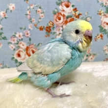 セキセイインコ  パステルレインボースパングル  🫧️🩵･.｡*
